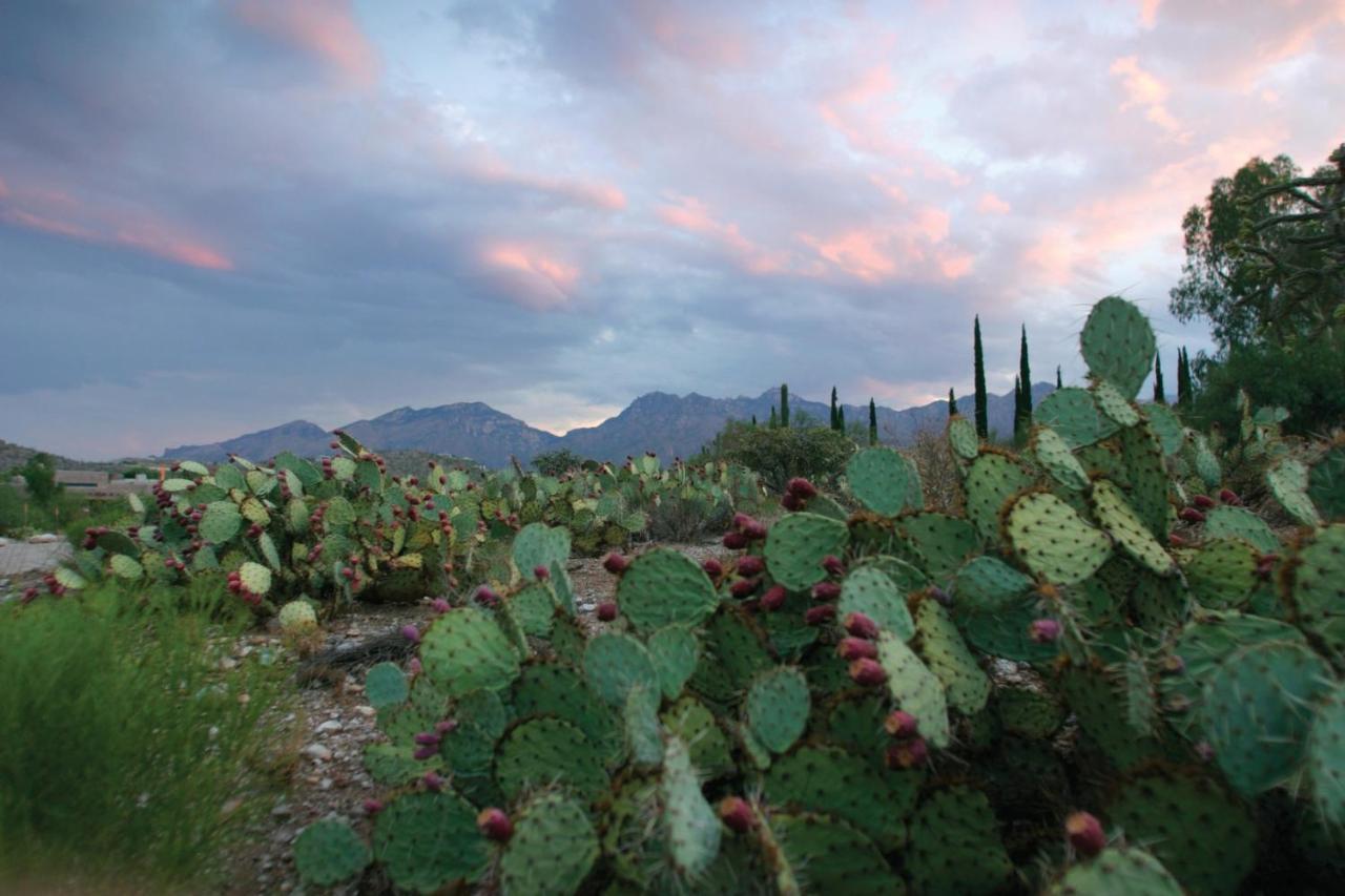 Canyon Ranch Tucson Mount Lemmont Eksteriør billede
